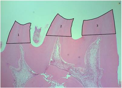 Int J Med Sci Image