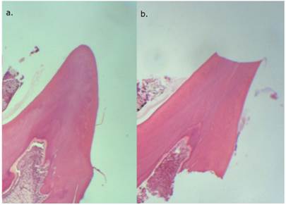 Int J Med Sci Image