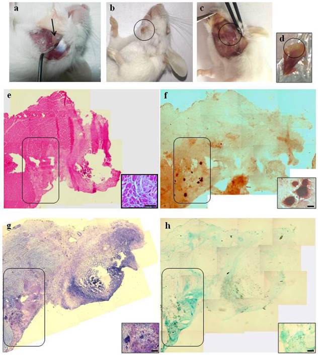 Int J Med Sci Image