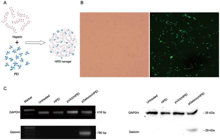 Int J Med Sci Image