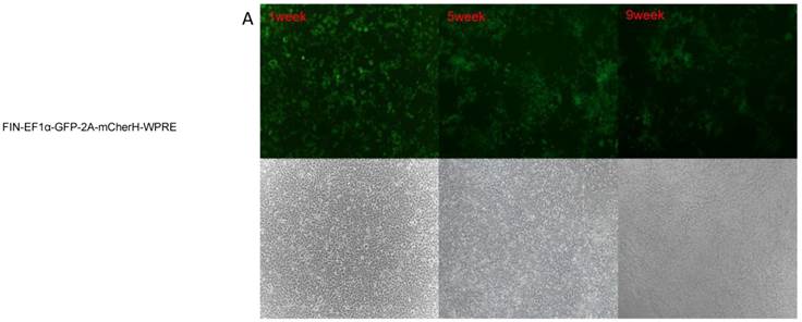 Int J Med Sci Image