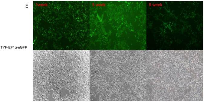 Int J Med Sci Image