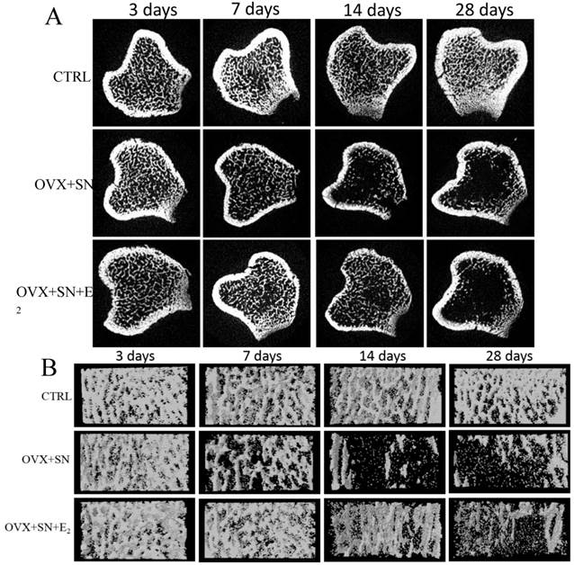 Int J Med Sci Image