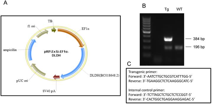 Int J Med Sci Image