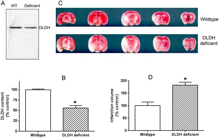 Int J Med Sci Image