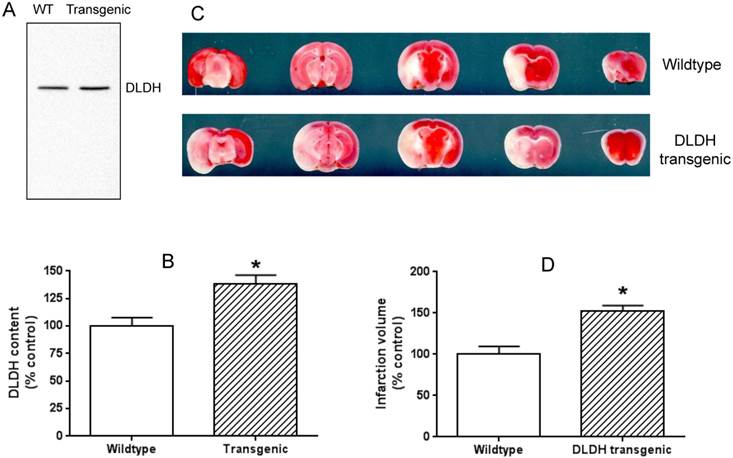 Int J Med Sci Image