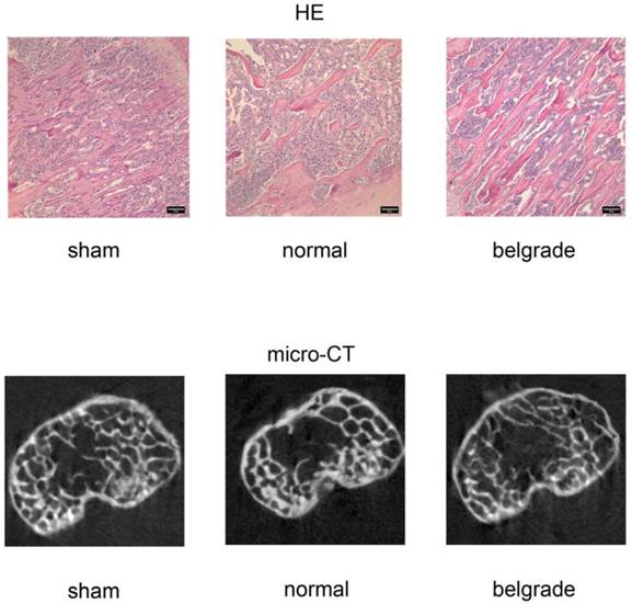 Int J Med Sci Image