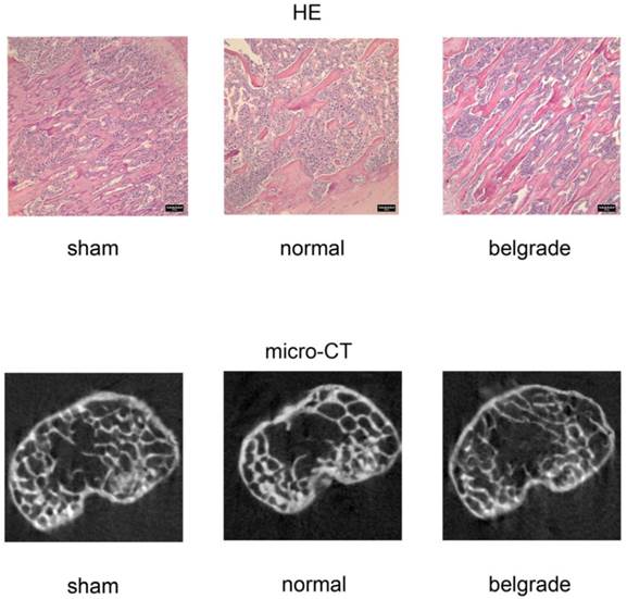 Int J Med Sci Image