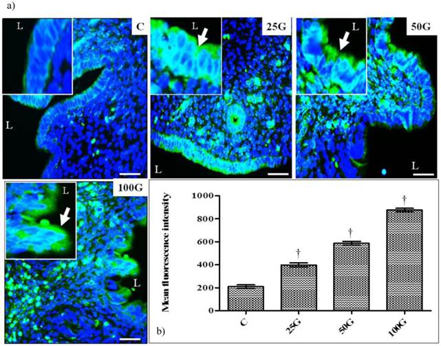 Int J Med Sci Image