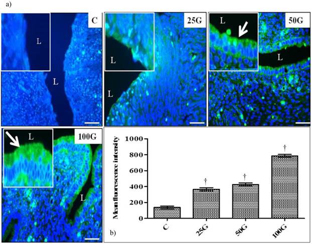 Int J Med Sci Image