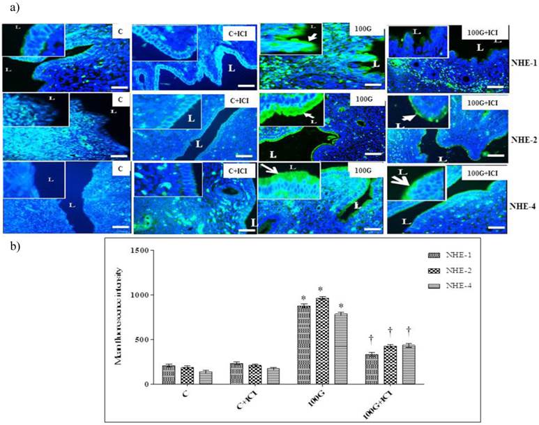 Int J Med Sci Image