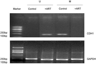 Int J Med Sci Image