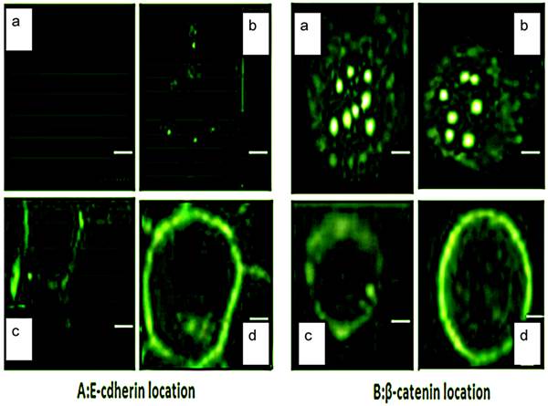 Int J Med Sci Image