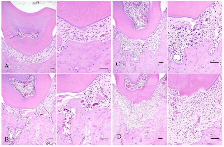 Int J Med Sci Image