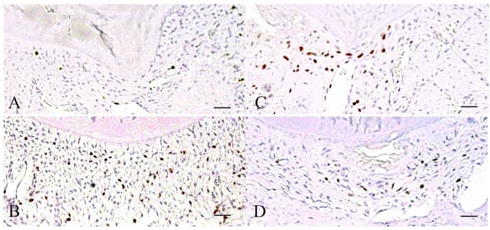 Int J Med Sci Image