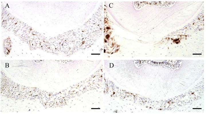 Int J Med Sci Image