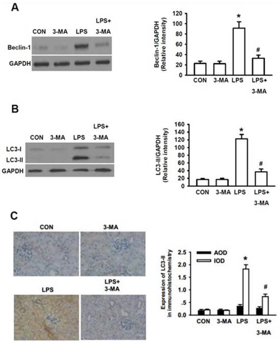 Int J Med Sci Image