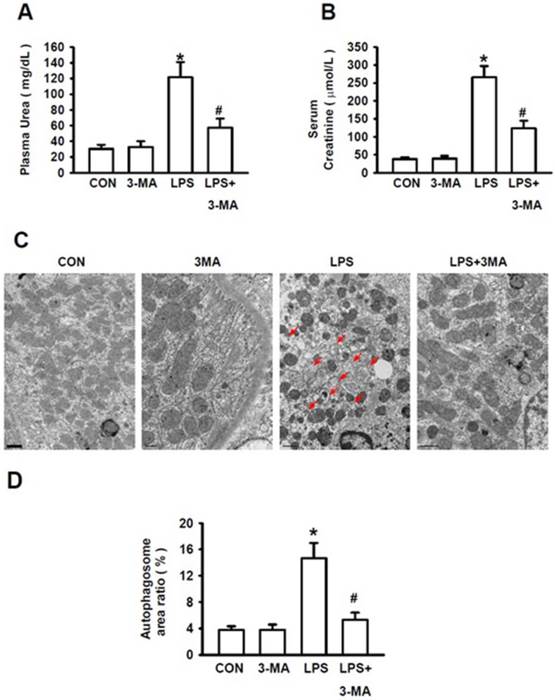 Int J Med Sci Image