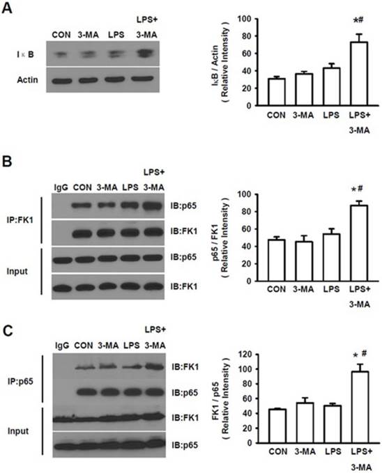 Int J Med Sci Image