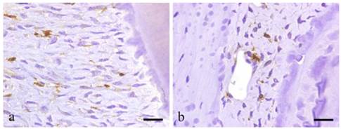 Int J Med Sci Image