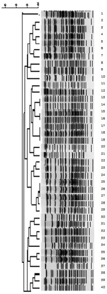 Int J Med Sci Image