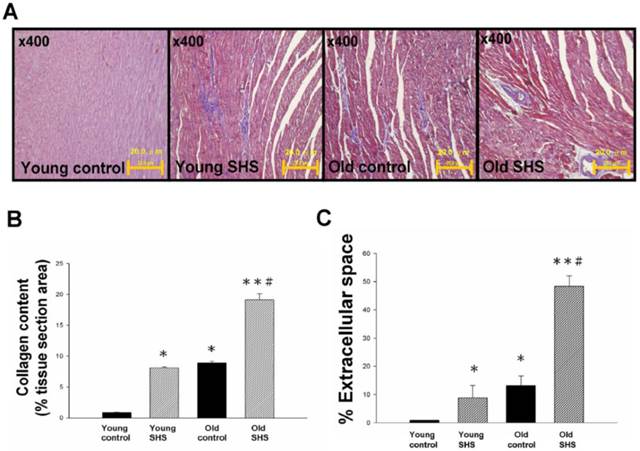 Int J Med Sci Image