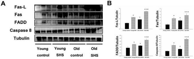 Int J Med Sci Image