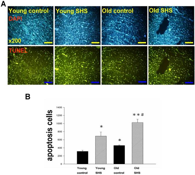 Int J Med Sci Image