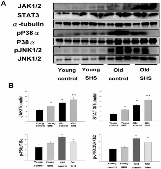 Int J Med Sci Image