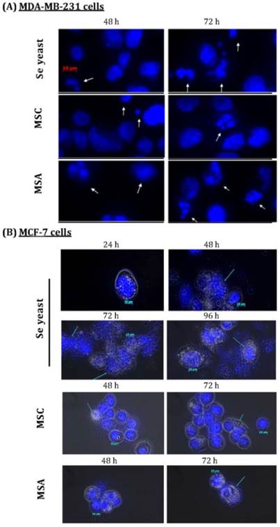 Int J Med Sci Image