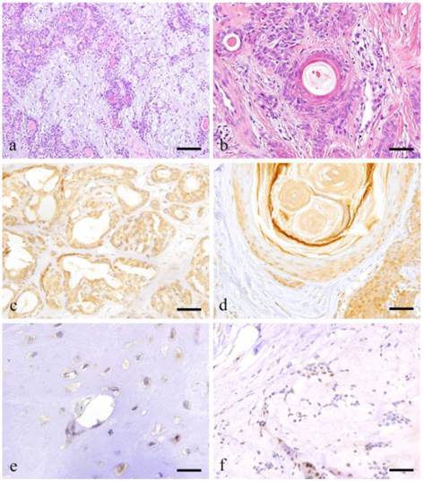 Int J Med Sci Image