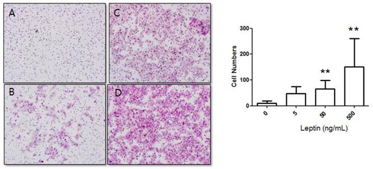 Int J Med Sci Image