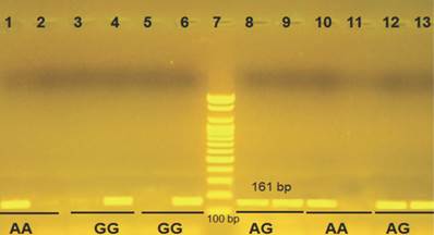 Int J Med Sci Image