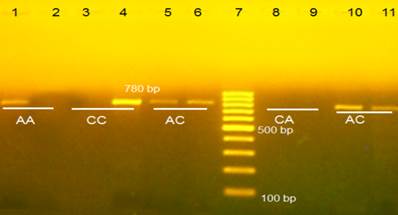 Int J Med Sci Image