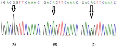 Int J Med Sci Image