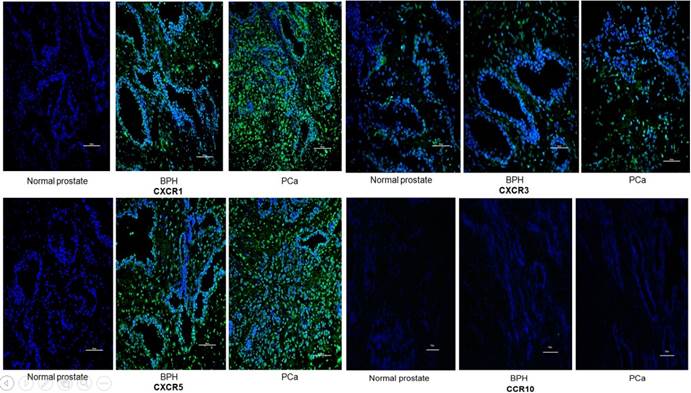 Int J Med Sci Image