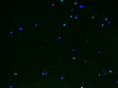 Int J Med Sci Image
