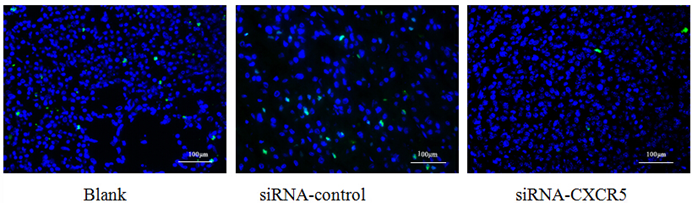 Int J Med Sci Image