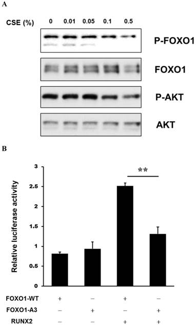 Int J Med Sci Image