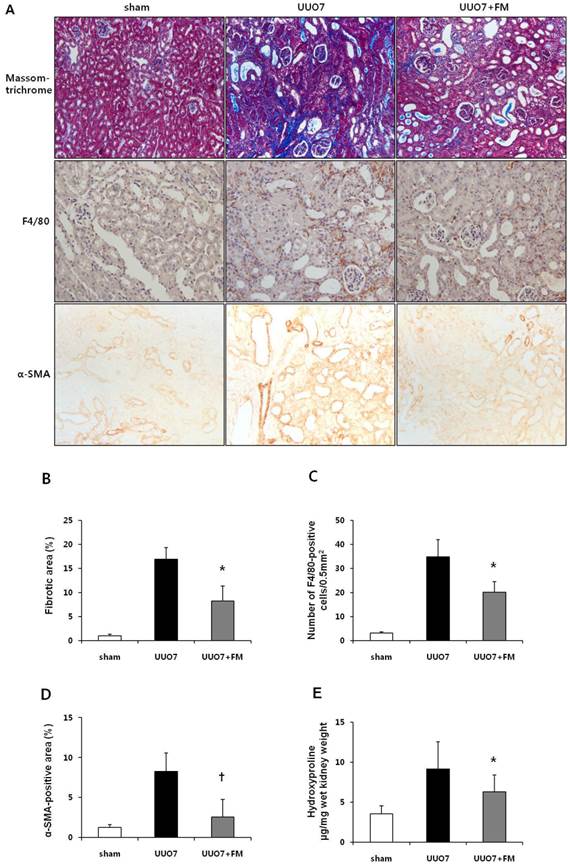 Int J Med Sci Image