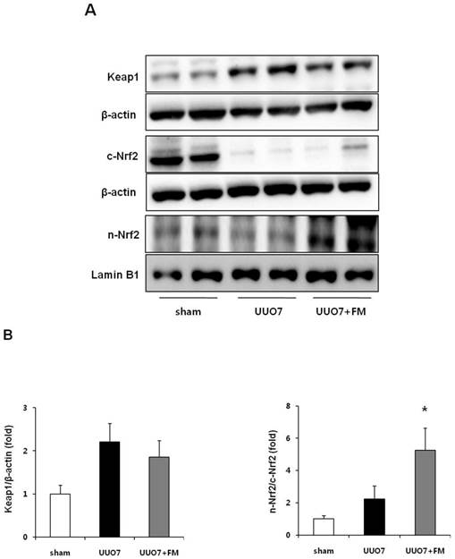 Int J Med Sci Image