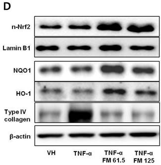 Int J Med Sci Image