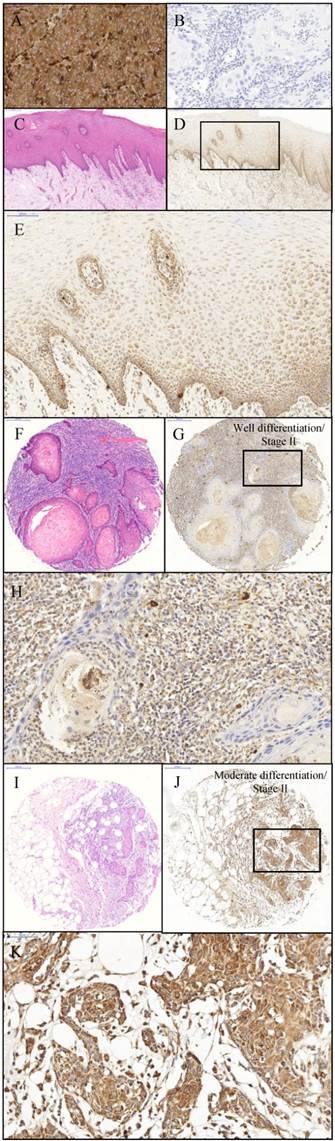 Int J Med Sci Image