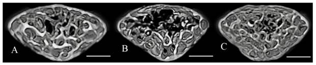 Int J Med Sci Image