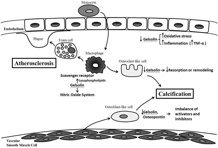 Int J Med Sci Image