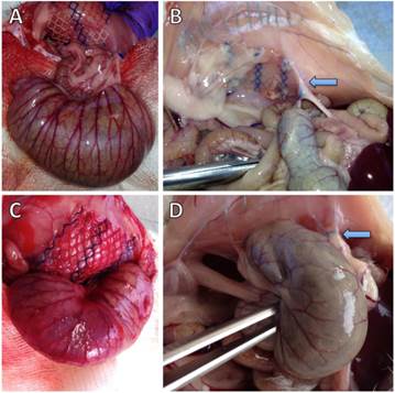 Int J Med Sci Image