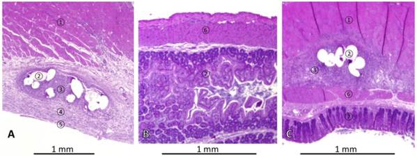 Int J Med Sci Image