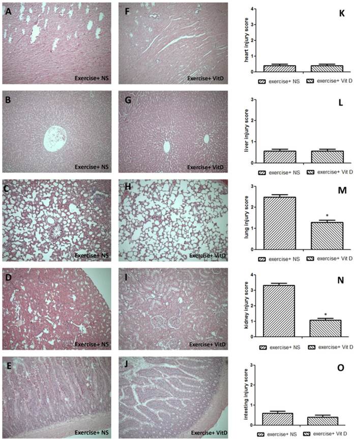 Int J Med Sci Image