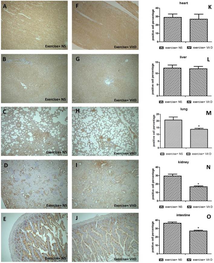 Int J Med Sci Image