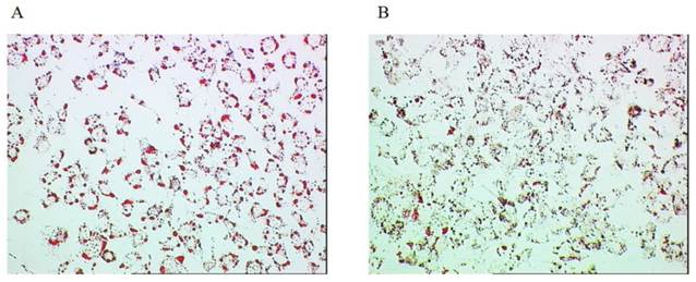 Int J Med Sci Image